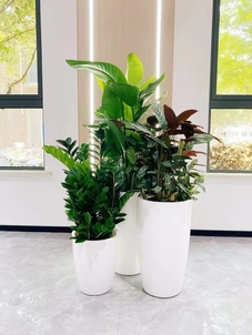 余姚专业植物租赁，装点多彩生活空间